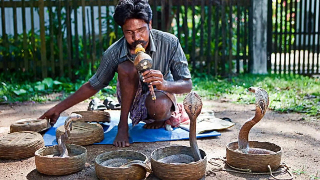 सांपों को डराती है यह चमकीली रोशनी