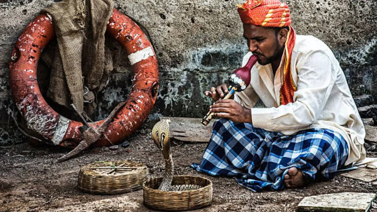 क्या सच में बीन की धुन पर नाचते हैं सांप
