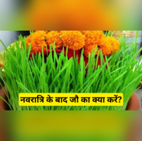 Jau After Navratri जौ का क्या करें विसर्जन के बाद कलश नारियल और सिक्का-सुपारी का क्या किया जाता है