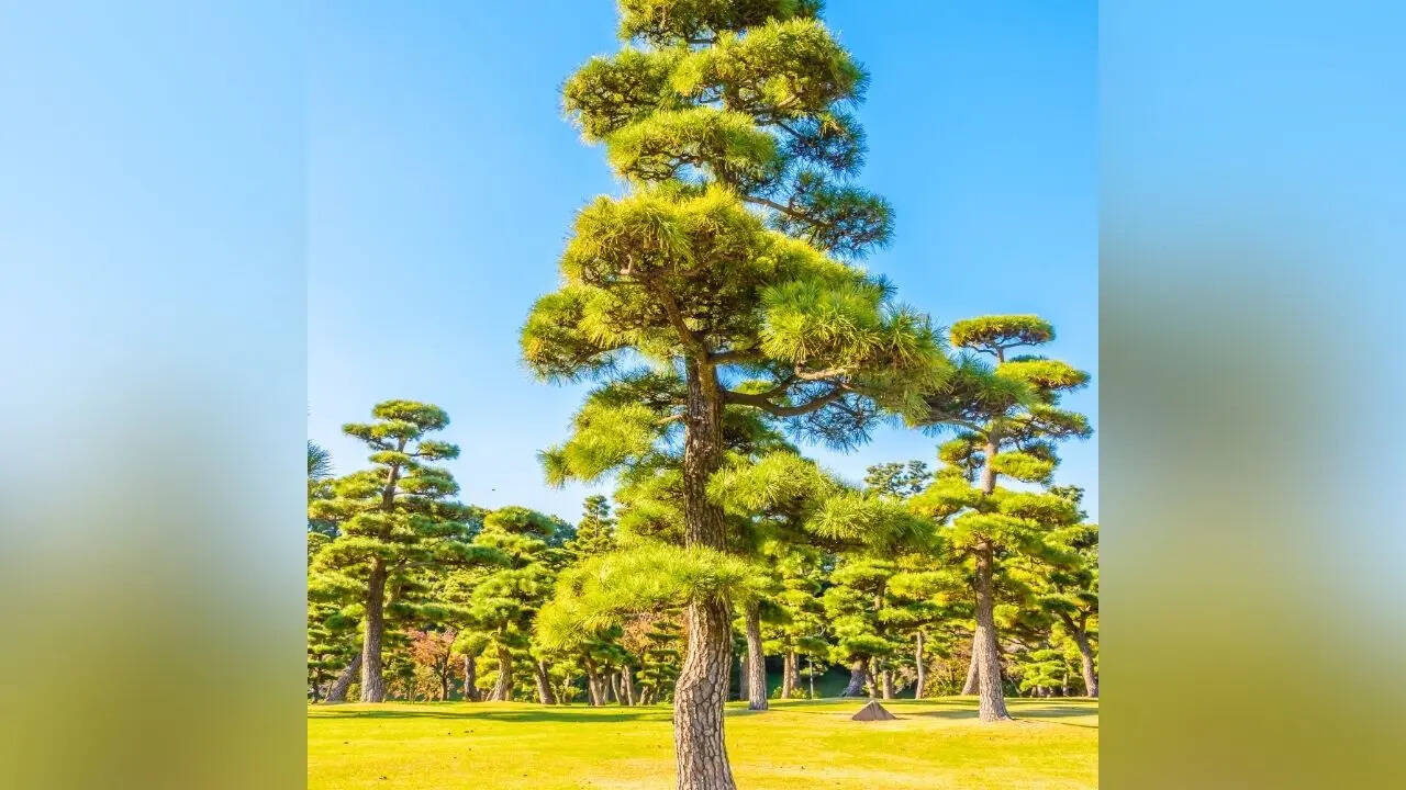 Pakistan National Tree is Deodara know all interesting facts about it ...