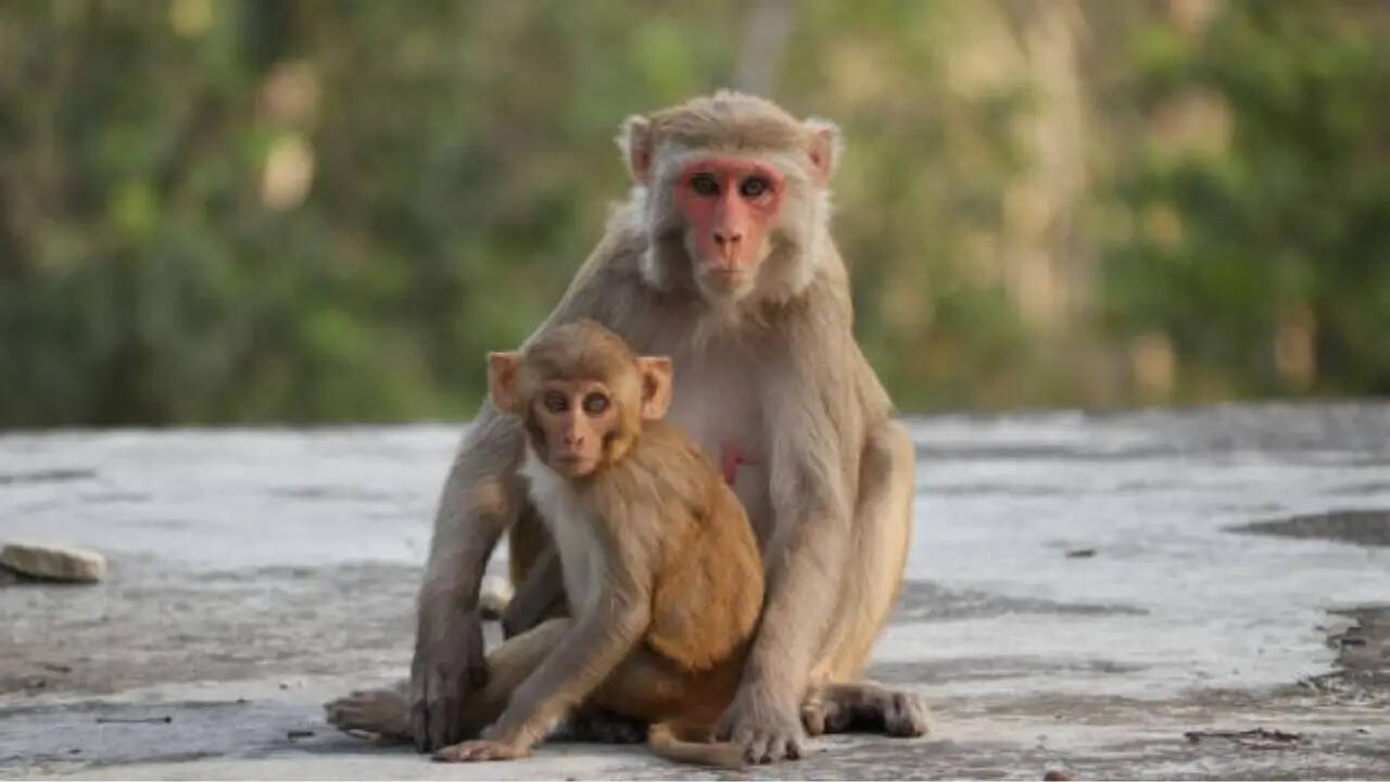 कंपा देती है लंगूरों की दहाड़
