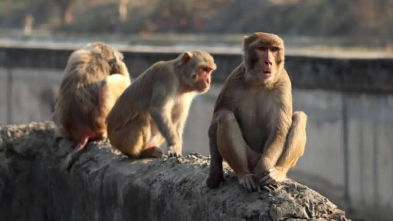 अक्सर झुंड में आता है बंदर