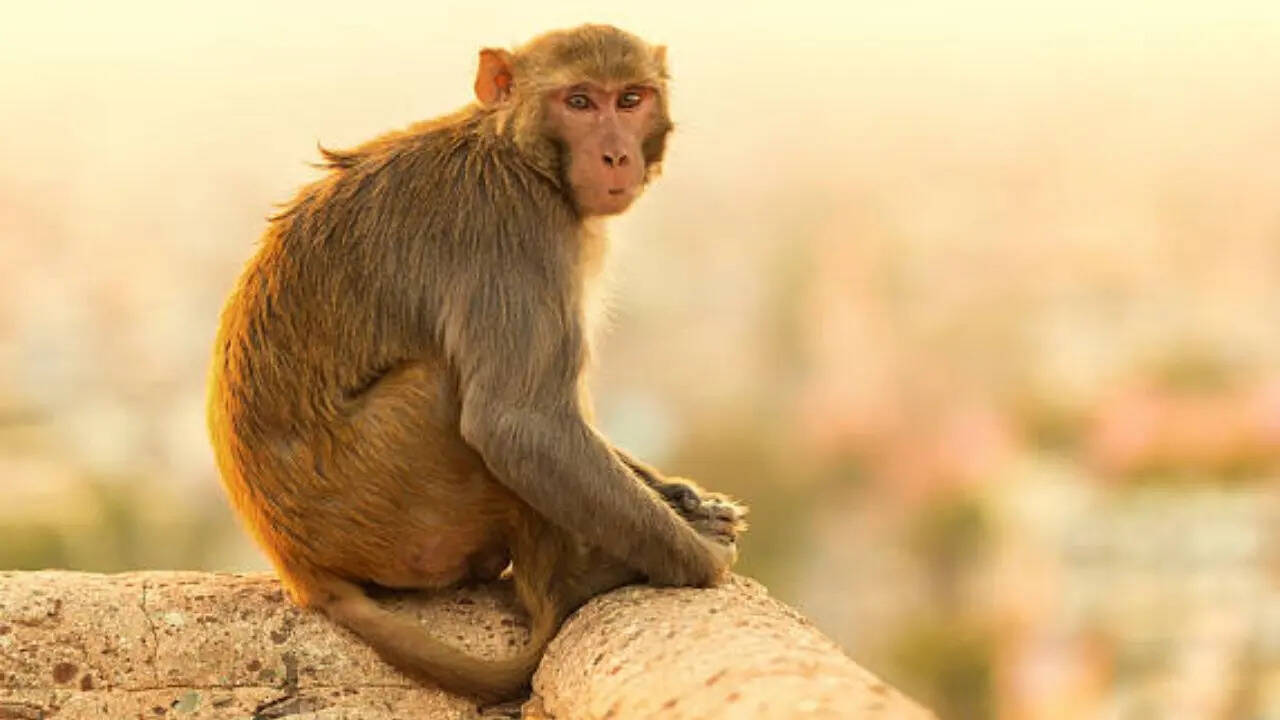 लंगूर से खौफ खाता है बंदर