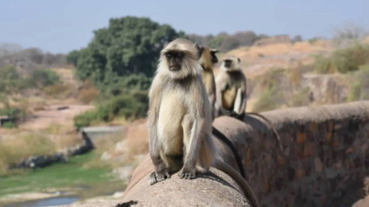 लंगूर से क्यों खाता है खौफ