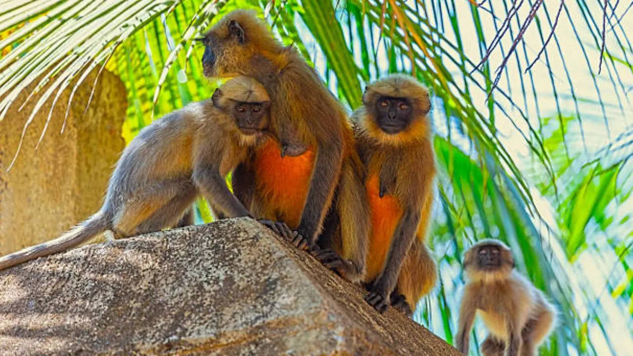 लंगूर का आतंक