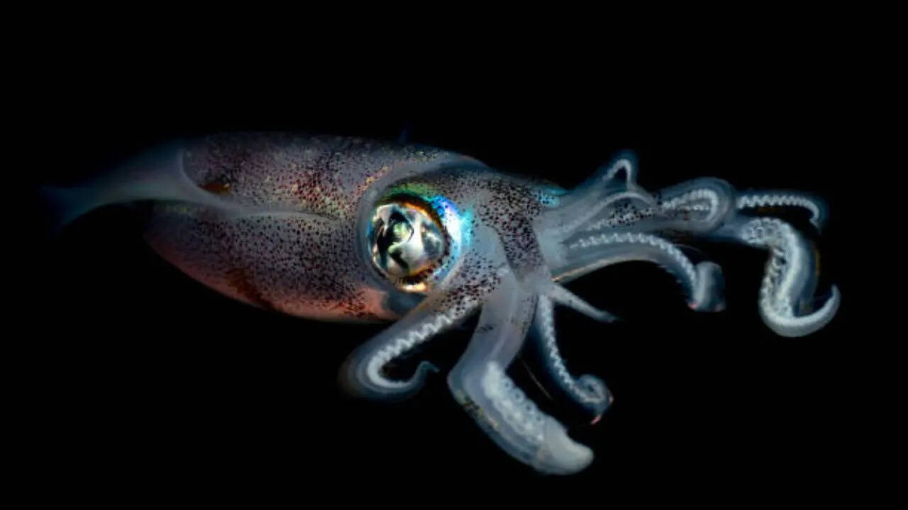 गहराई वाले समुद्र में जीवन गुजारना होता है आसान