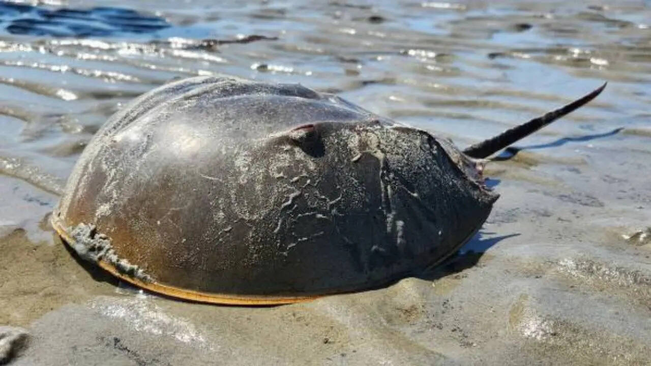 ऑक्सीजन बांधने का अलग-अलग तरीका