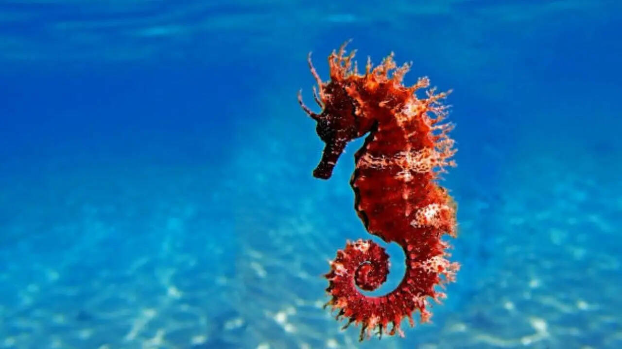 समुद्री घोड़े में भी पाया जाता है नीला खून