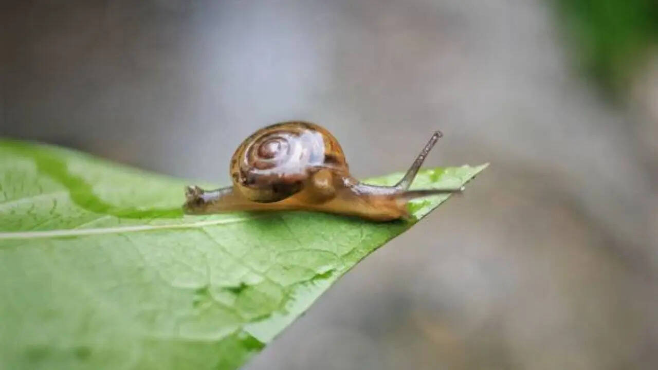 हीमोसायनिन ठंडे वातावरण में करता है बेहतर काम