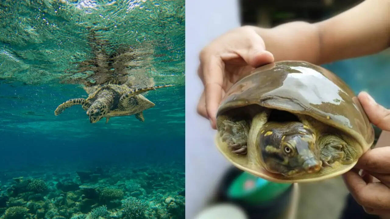 दोनों में एक बड़ा अंतर