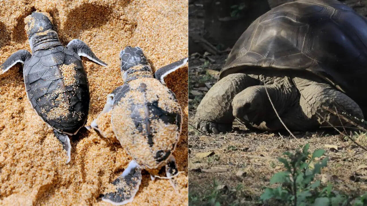 दोनों कितने समय तक जीते हैं