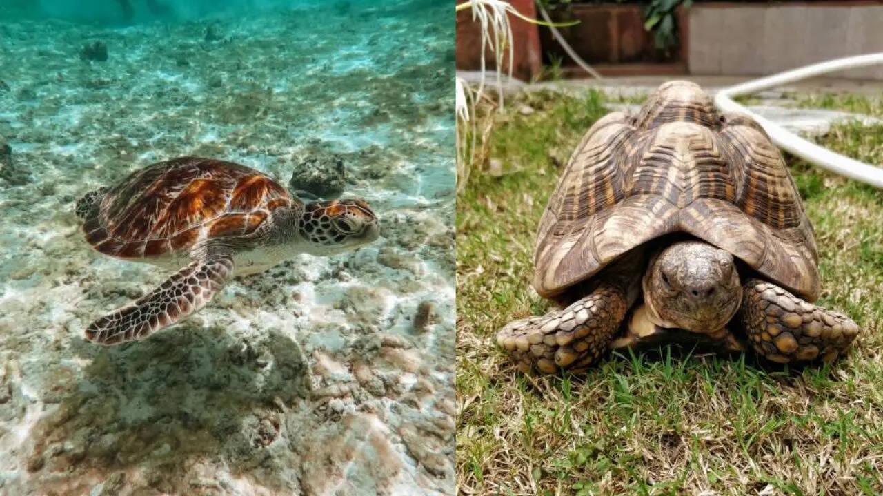 दोनों के खानपान में अंतर