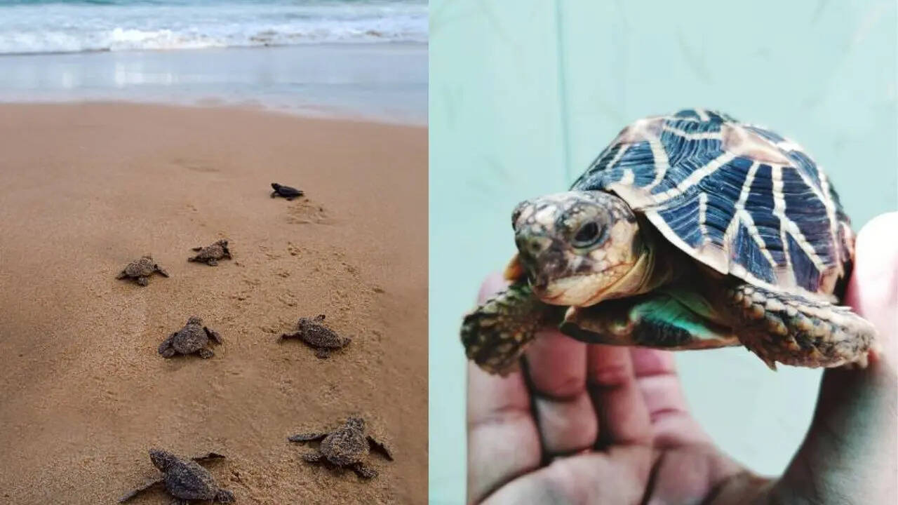 दोनों के पैर