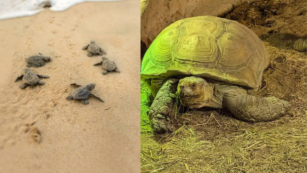 बनावट में अंतर