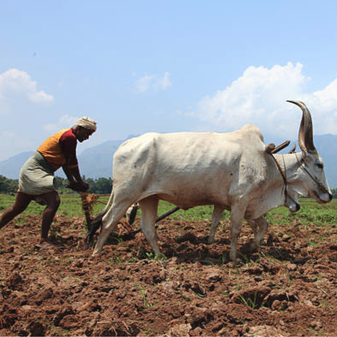 ​बिहार में दिवाली का मौसम​