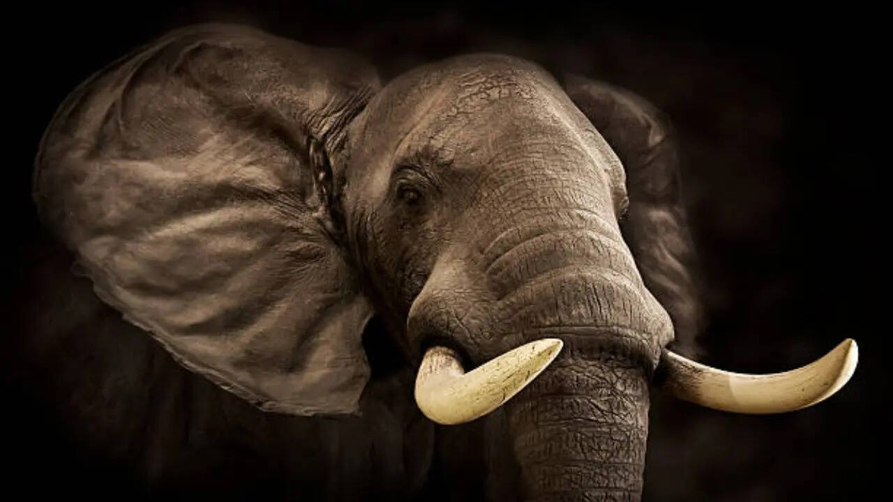 हाथी के मुंह में होते हैं कितने दांत, बाहर दिखने वाले दोनों दातों का क्या  है असली काम