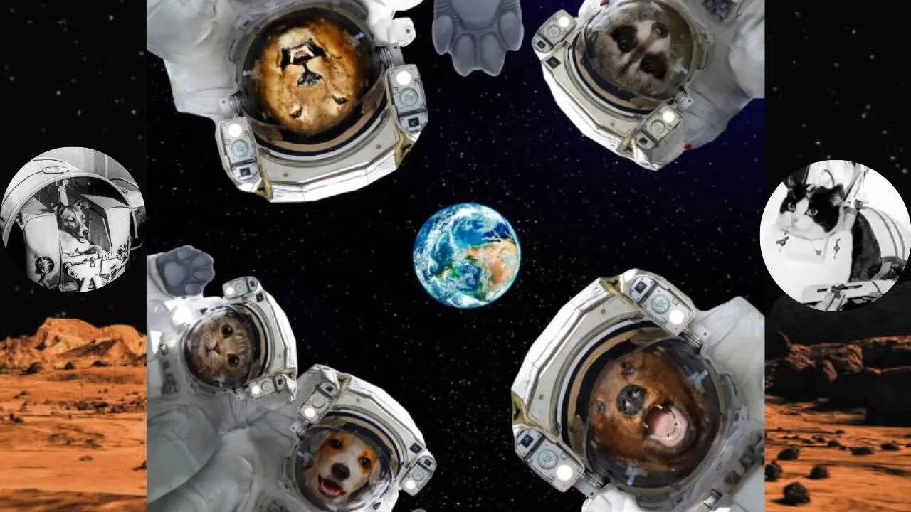 Animals In Space: सिर्फ इंसान ही नहीं, ये 7 जानवर भी जा चुके हैं अंतिरक्ष