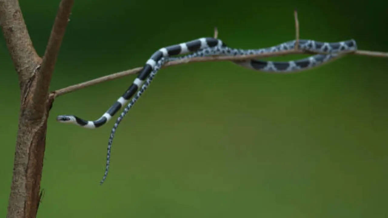 भारत में चार प्रजातियां बेहद जहरीली