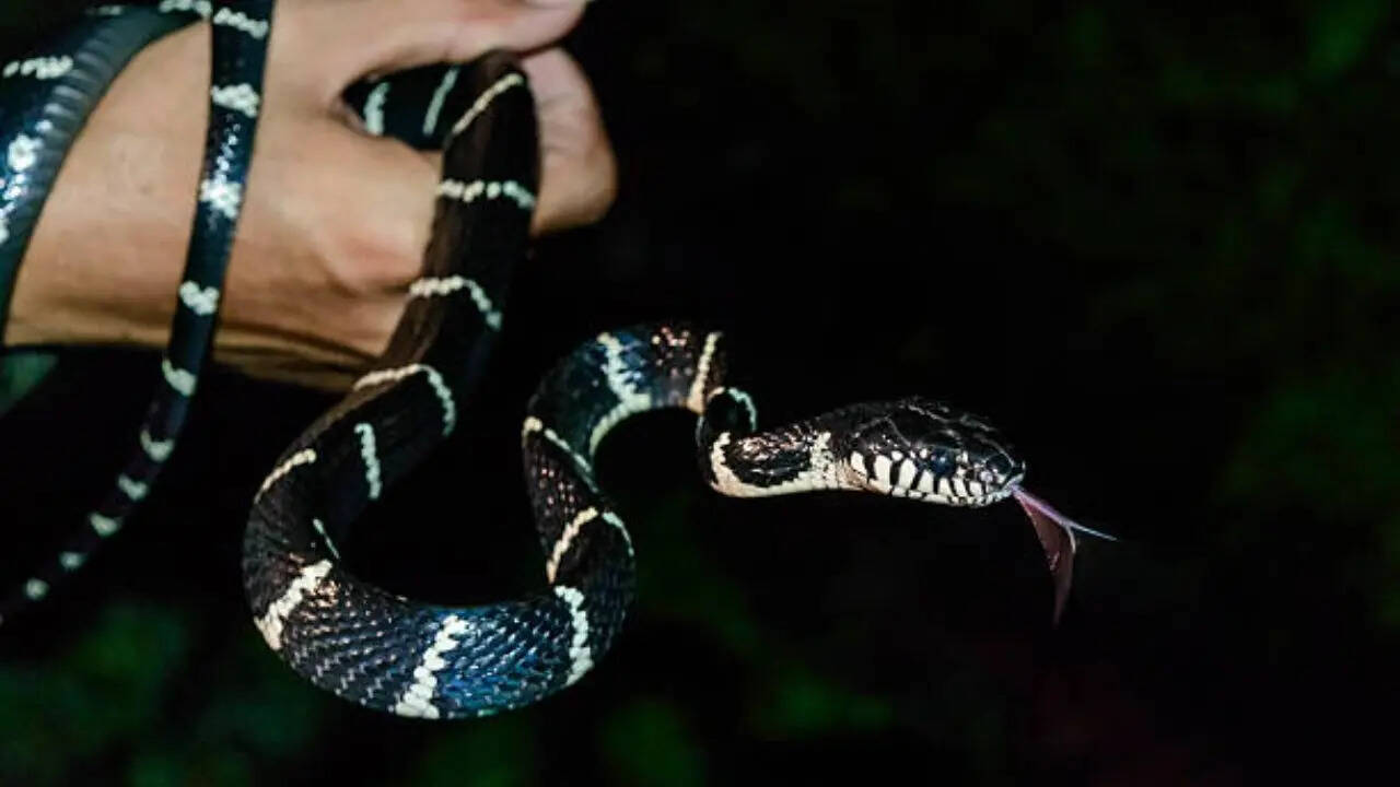 चींटी काटने जैसी होती है अनुभूति