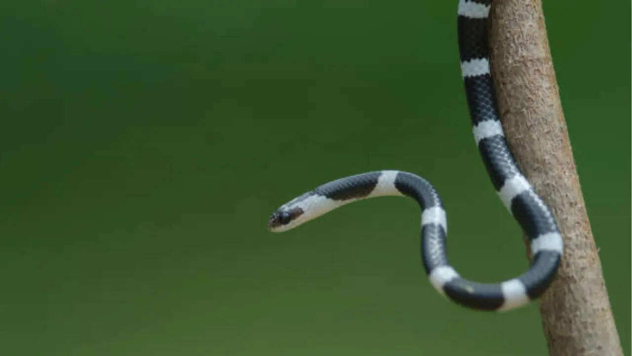 धरती पर सांपों की तकरीबन 4000 प्रजाति मौजूद