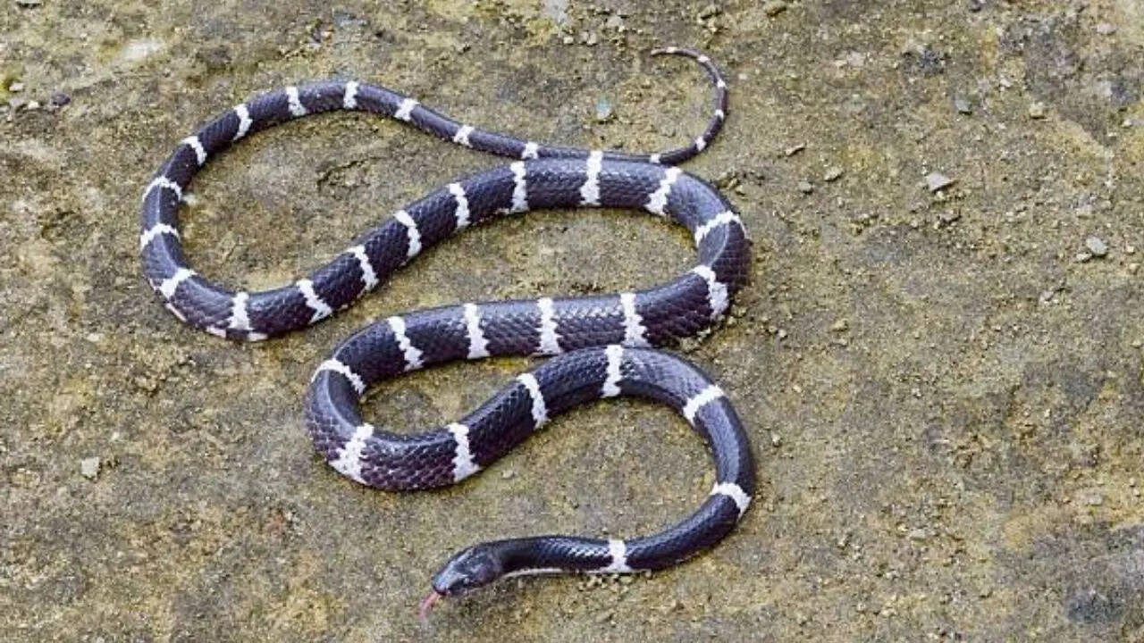 किंग कोबरा से पांच गुना ज्यादा जहरीला