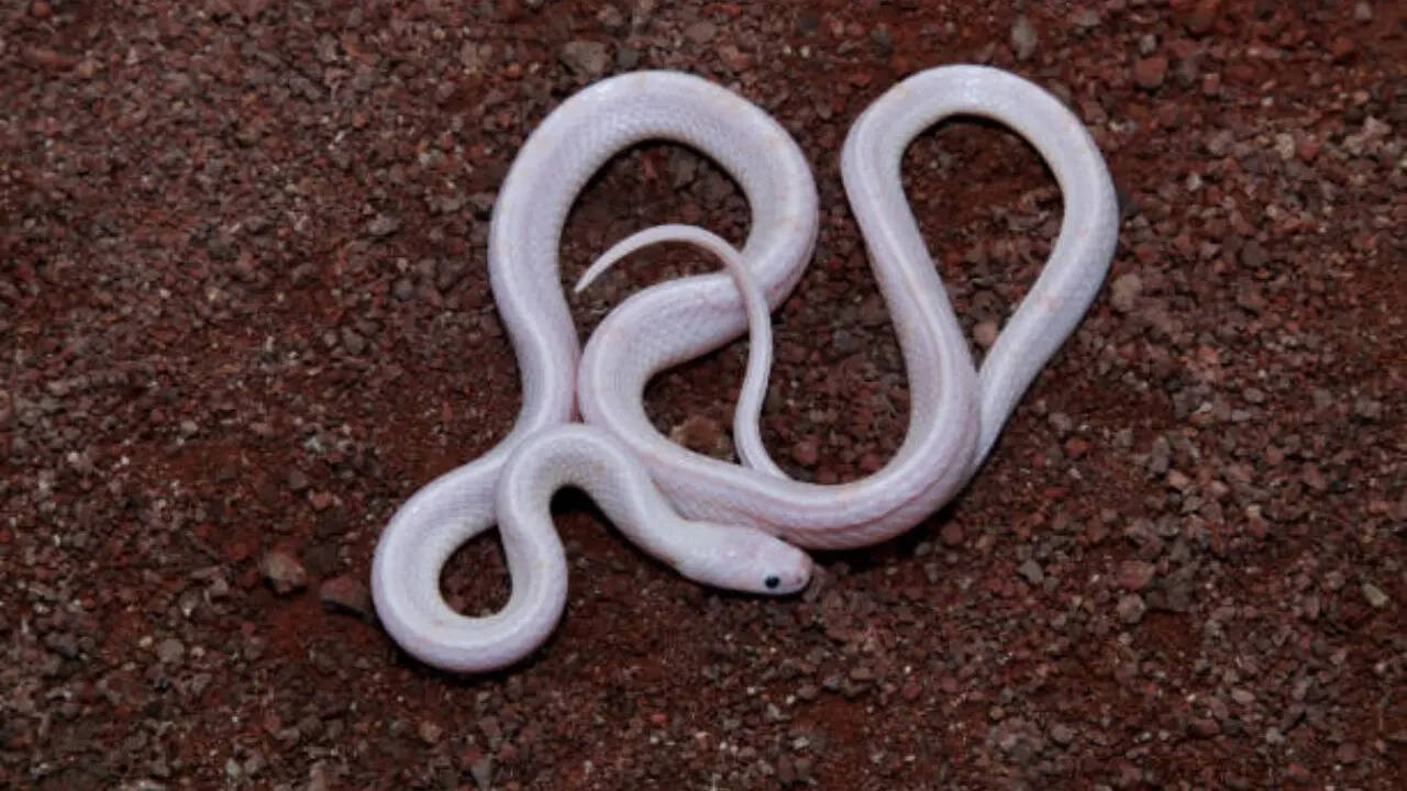 दबे पांव करता है शिकार