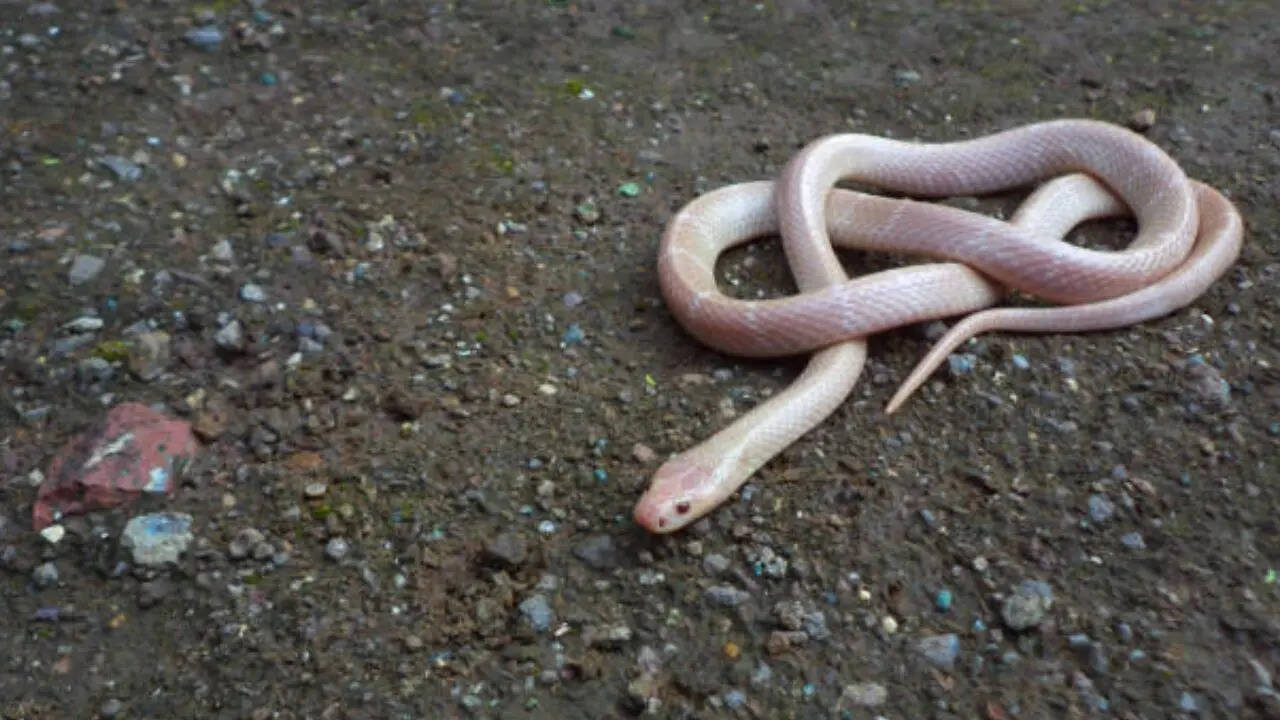 ठंड के दिनों में ज्यादा एक्टिव