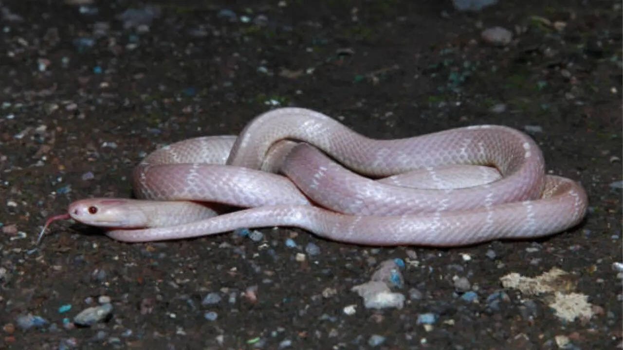 तकरीबन 600 प्रजातियों के सांप जहरीले