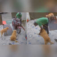 हॉलीवुड वाले भी फेल अगर जानवरों को ऑस्कर मिलते तो ये कुत्ता जीत जाता बेस्ट एक्टर का अवॉर्ड