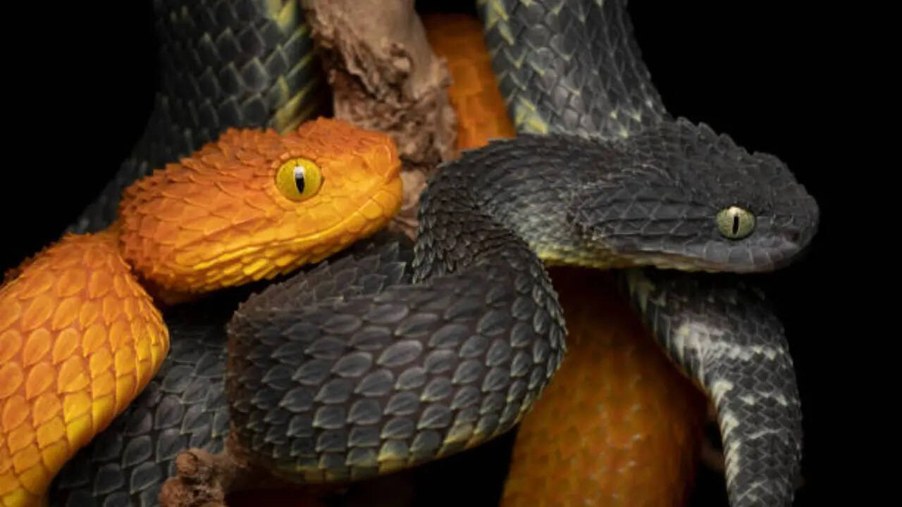 धरती पर सांपों की कितनी प्रजाति