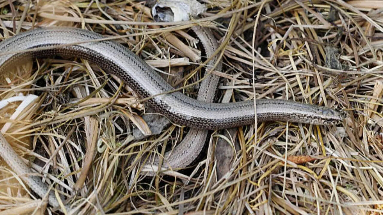 सांपो का राजा किंग कोबरा