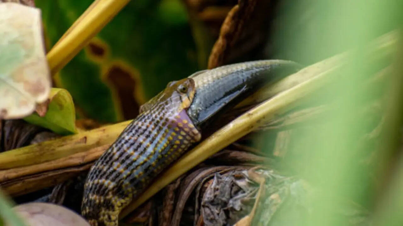 बिग फोर प्रजाति