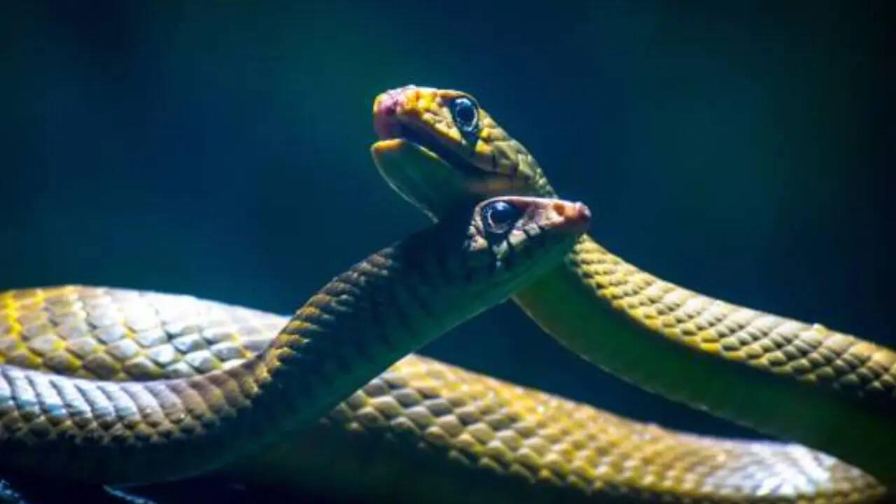 भारत में 300 से अधिक प्रजातियां