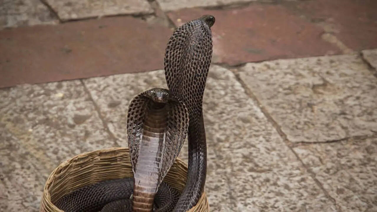 धरती पर 4000 से ज्यादा प्रजातियां