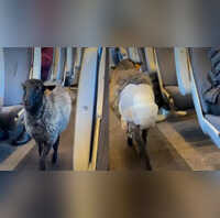 डायपर पहने भेड़ ने की ट्रेन की सवारी वीडियो में दिखा हैरतअंगेज नजारा