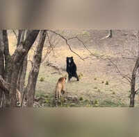 भालू के पीछे पड़ा बाघ शिकारी जानवर को चकमा देकर ऐसे बचाई अपनी जान