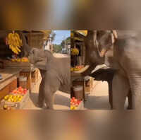 आज का वायरल वीडियो 06-Nov-2025 दुकान पर लटक रहे केले को देख ललचाया नन्हें हाथी का मन बेटे की शरारत देख मां ने दी अच्छाई की सीख