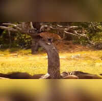 जंगली सूअरों से घिरा था तेंदुआ अगले ही पल दिखाया ऐसा ट्रेलर कि सदमे में डूब गया पूरा झुंड