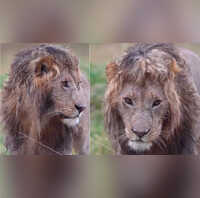 Video इस शेर को देखकर अच्छे-अच्छे मॉडल्स जल भुन उठेंगे कर्ली हेयर के साथ स्टाइल मारता आया नजर