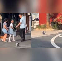 Viral Video आसमान छोड़ कैफे में आ बसा मोटू कबूतर अब खुद नहीं उड़ता पर स्नैक्स उड़ाता है