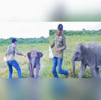 आज का वायरल वीडियो 07-NOV-2025 शख्स के साथ पकड़म पकड़ाई खेल रहा था नन्हा हाथी दिल छू लेगा वायरल हो रहा यह प्यारा वीडियो