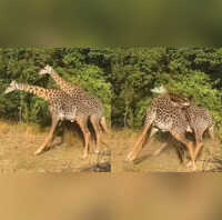 जब दो जिराफ भिड़ते हैं तो जंगल गूंज उठता है Viral Video देख आप भी रह जाएंगे दंग