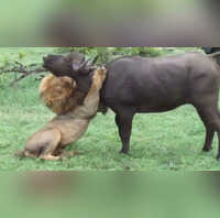 Viral Video भैंसों के झुंड में जा घुसा शेर पल भर में दिखा दी जंगल के राजा की असली ताकत