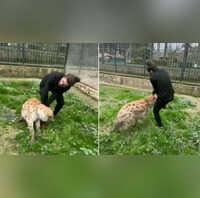 Video लकड़बग्घे के साथ हंसी-मजाक करना पड़ा भारी शख्स के साथ अगले ही पल जो हुआ जिंदगीभर नहीं भूलेगा