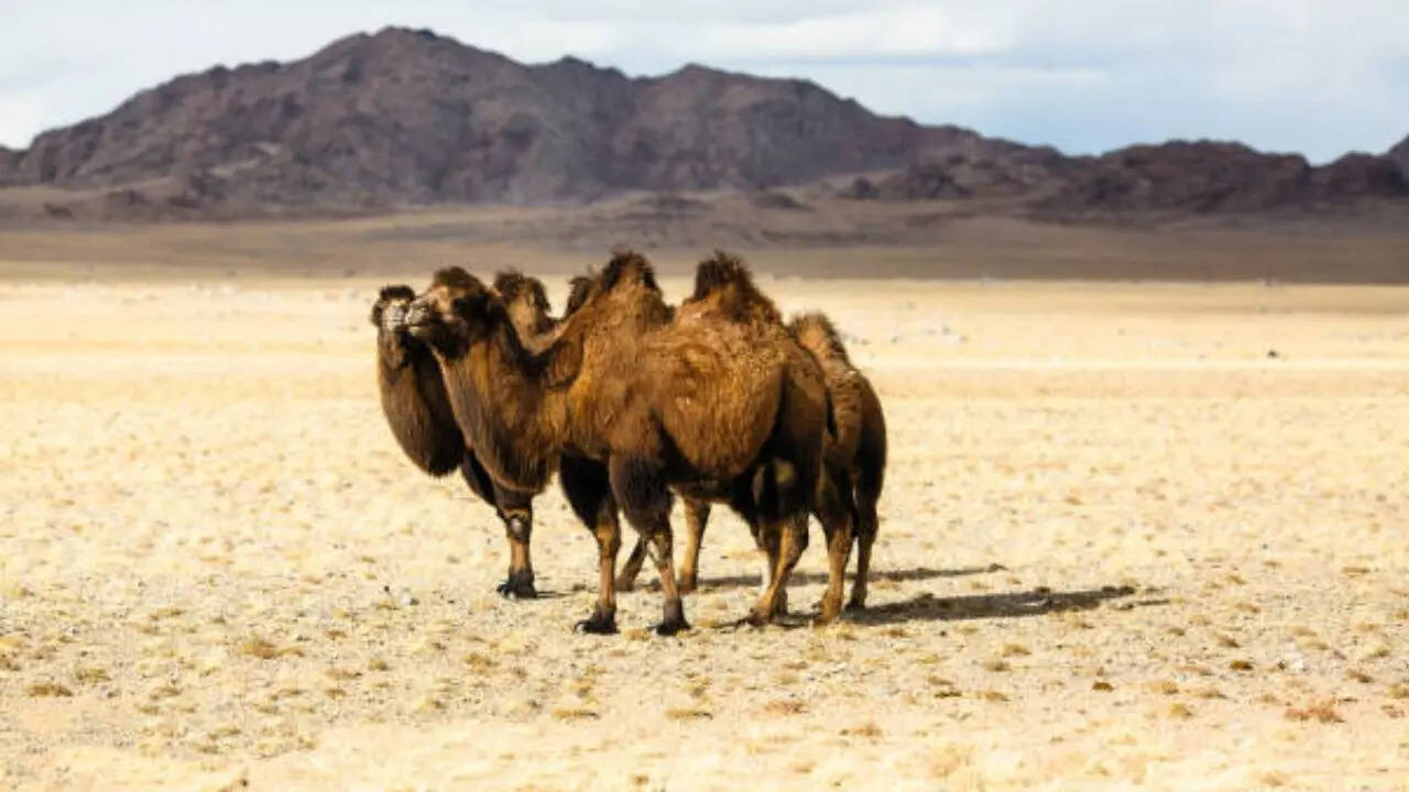 किसकी स्पीड तेज