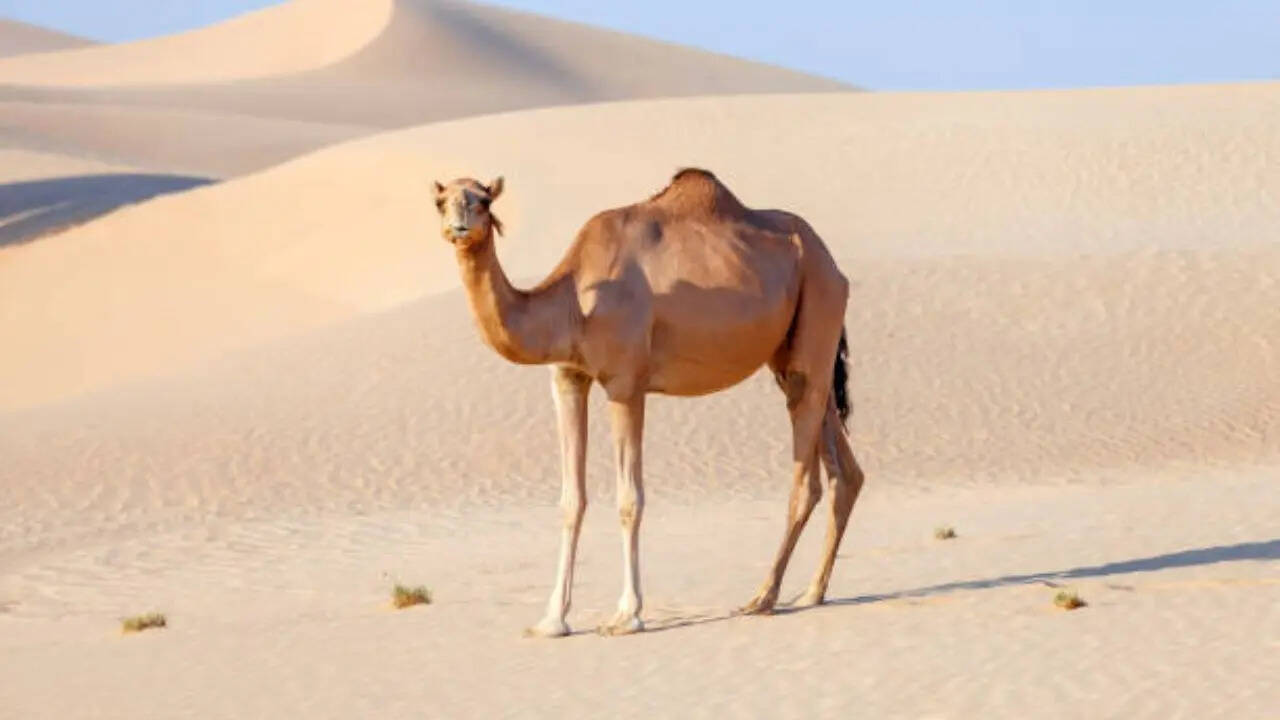 ऊंचाई और वजन