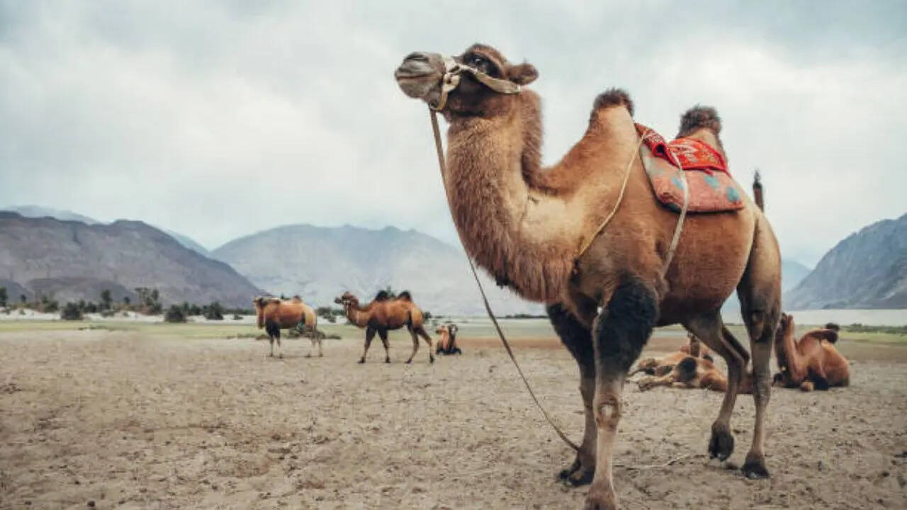 दोनों की खासियत 