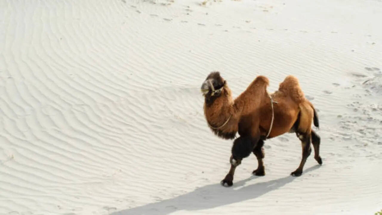 बालों की मात्रा 