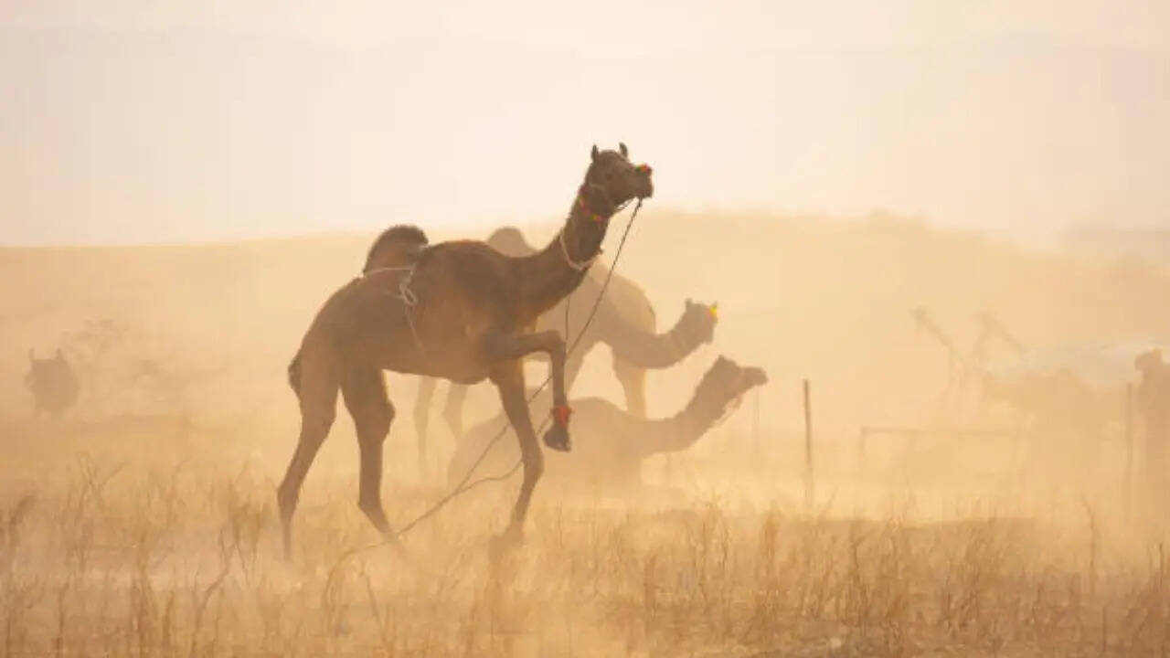 शरीर दिखता है कैसा