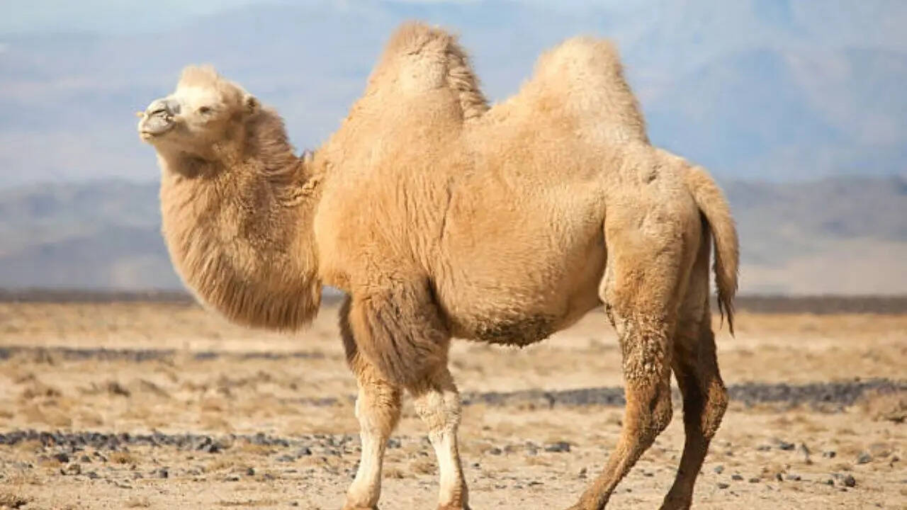 कहां रहते हैं